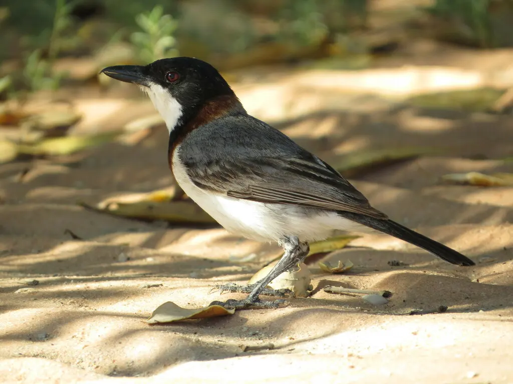 白胸啸鹟（Pachycephala lanioides）