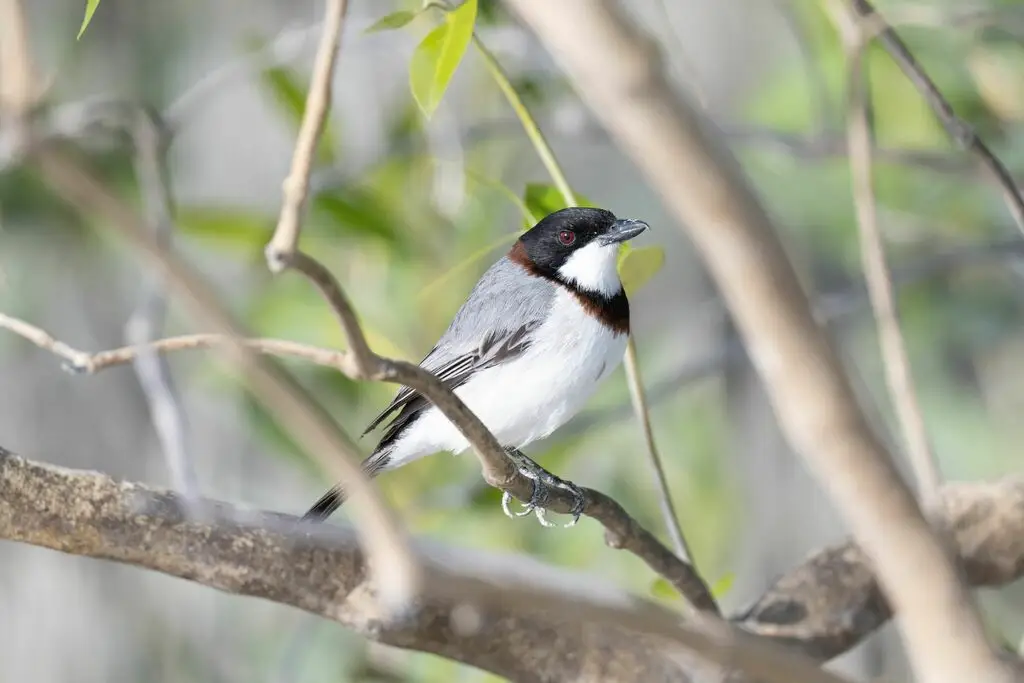 白胸啸鹟（Pachycephala lanioides）