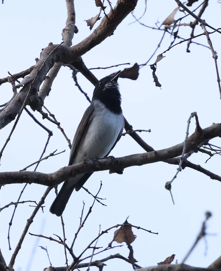 白腹啸鹟(Pachycephala leucogastra)