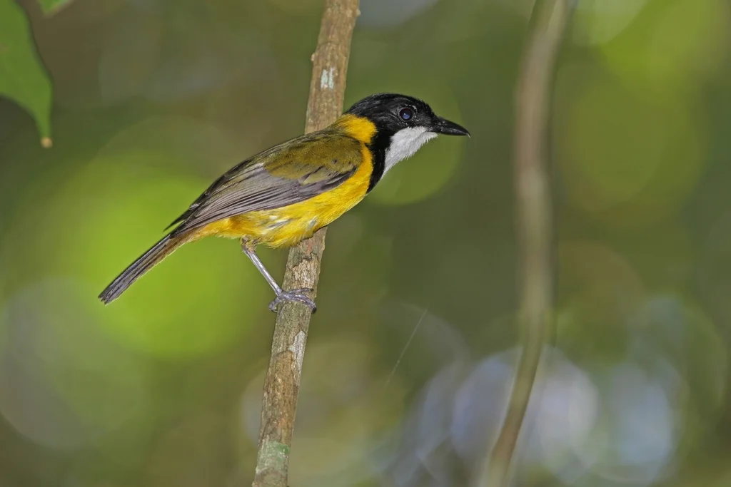 黑尾啸鹟(Pachycephala melanura)