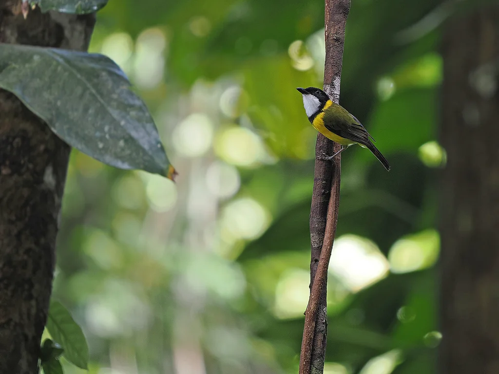 黑尾啸鹟(Pachycephala melanura)