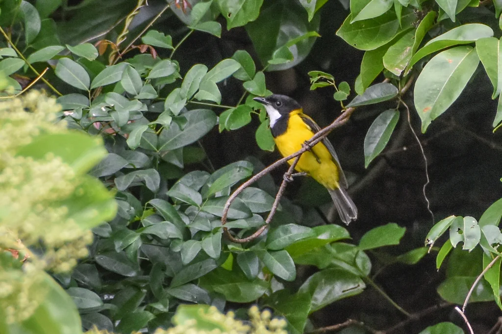 黑尾啸鹟(Pachycephala melanura)