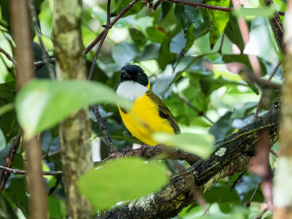 黑颏啸鹟(Pachycephala mentalis)