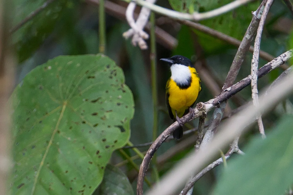 黑颏啸鹟(Pachycephala mentalis)