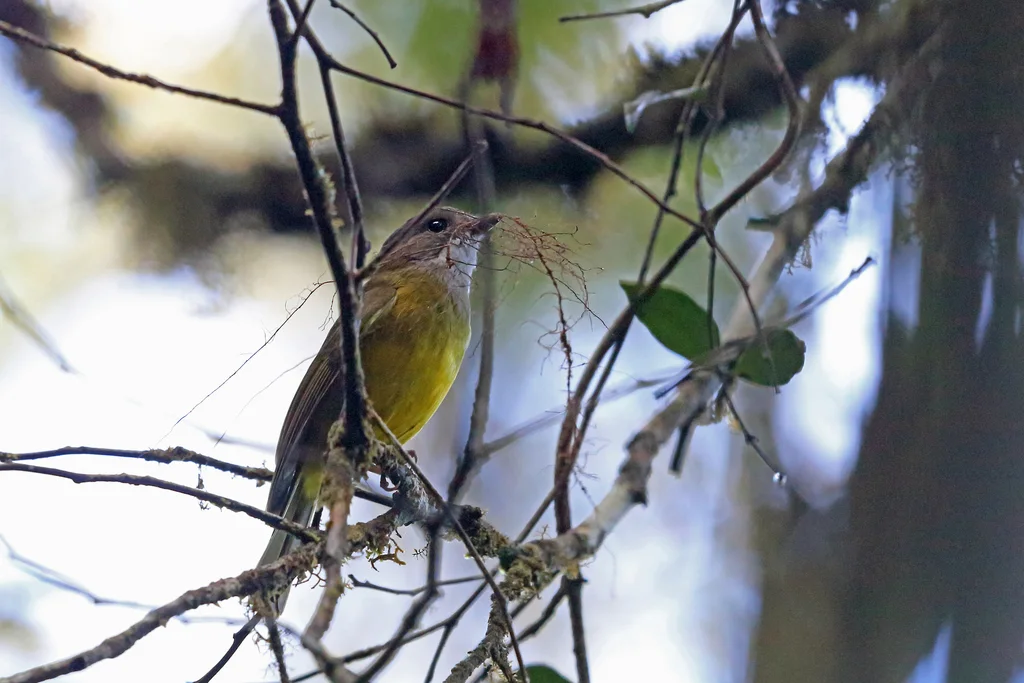 弗格克啸鹟(Pachycephala meyeri)