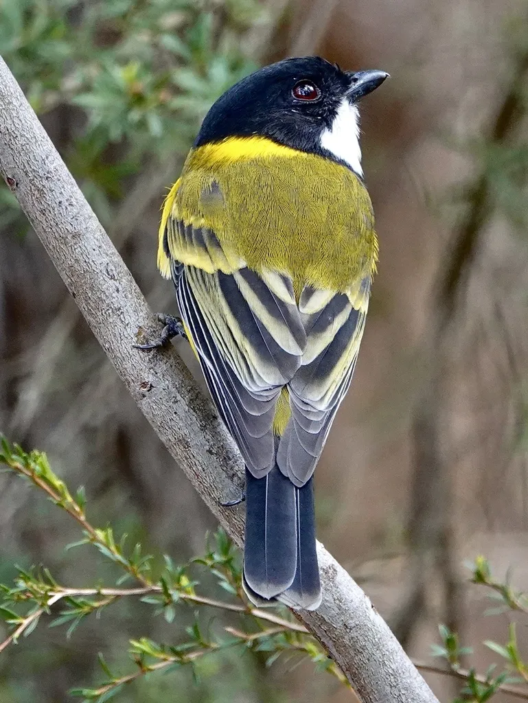 金啸鹟(Pachycephala pectoralis)