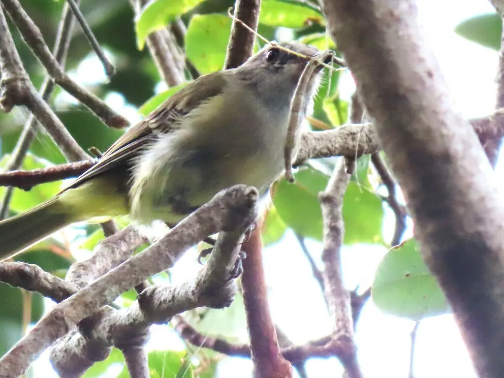 金啸鹟(Pachycephala pectoralis)