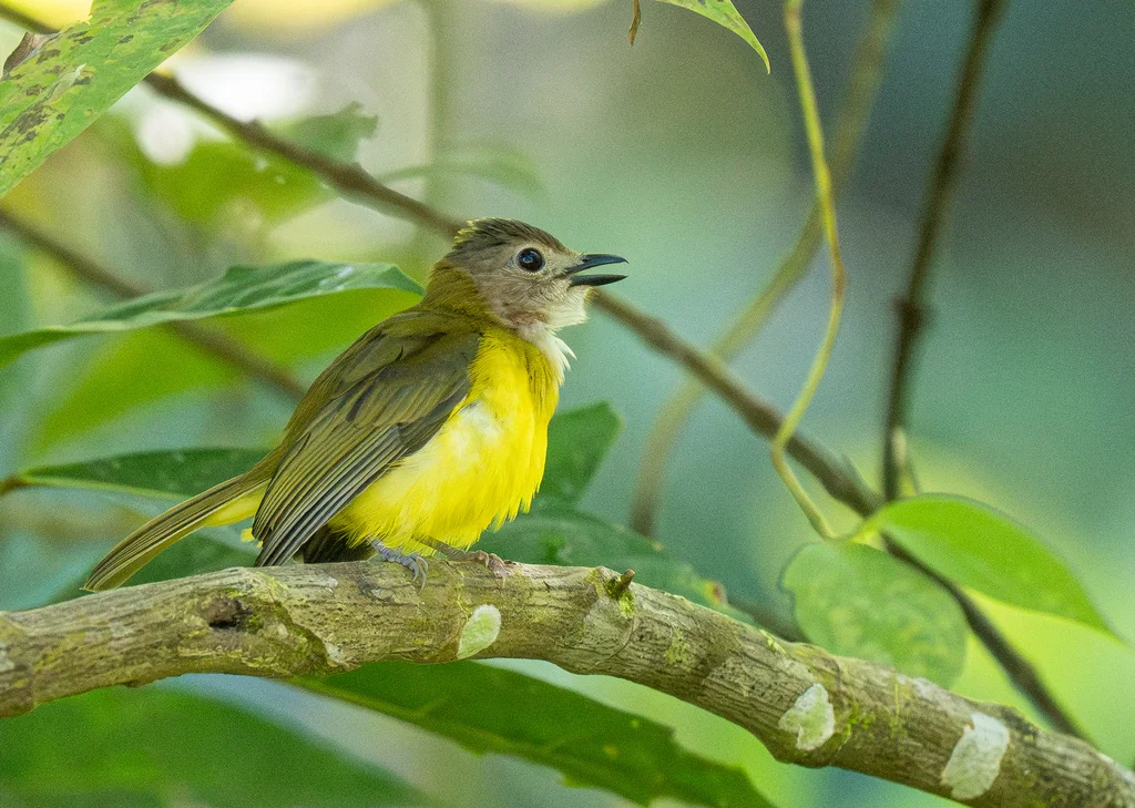 黄腹啸鹟(Pachycephala philippinensis)