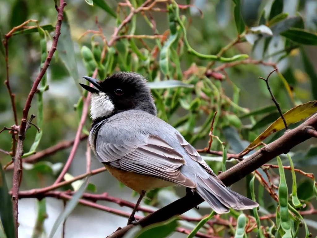 棕啸鹟(Pachycephala rufiventris)