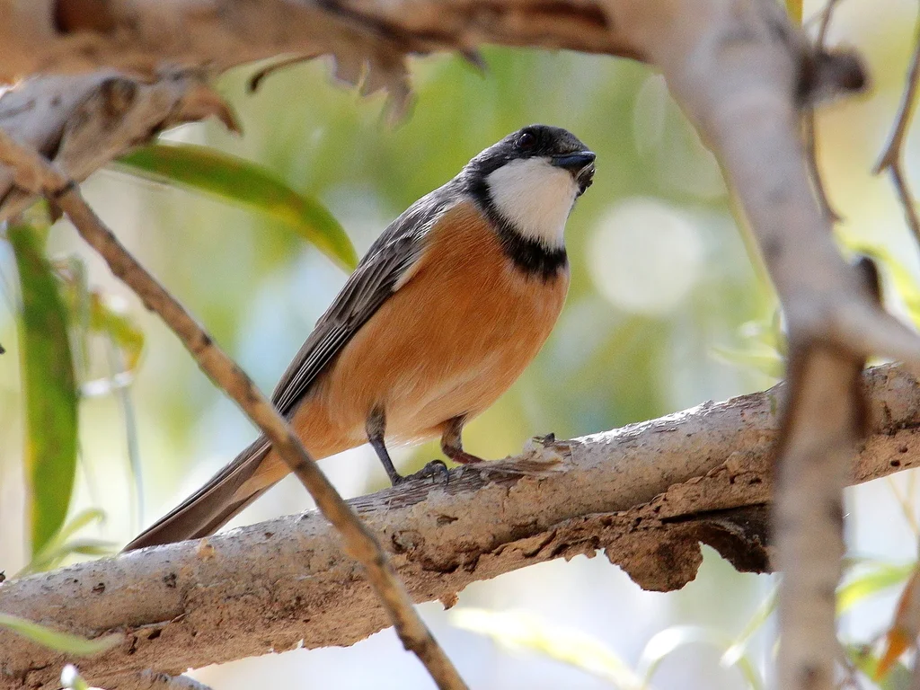 棕啸鹟(Pachycephala rufiventris)