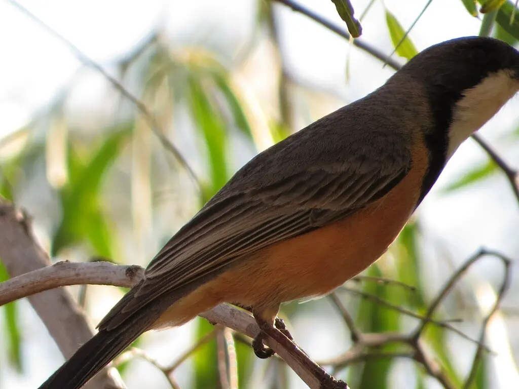 棕啸鹟(Pachycephala rufiventris)
