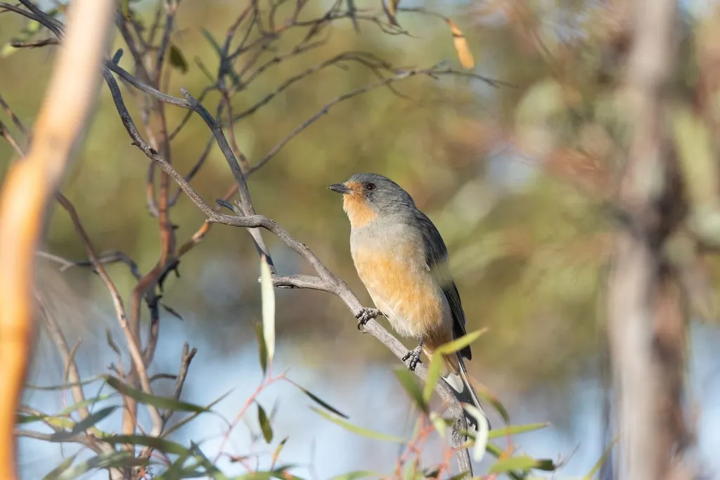 红眼先啸鹟(Pachycephala rufogularis)
