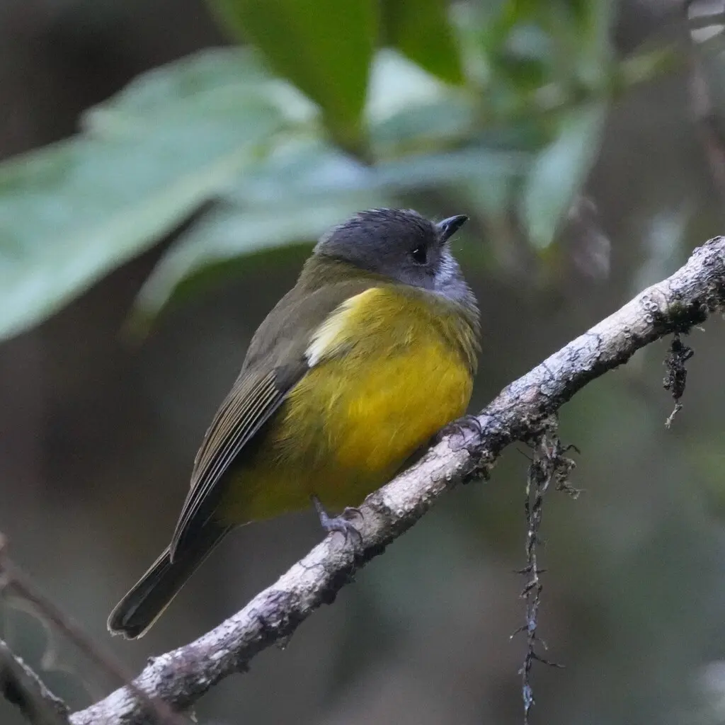 斯氏啸鹟(Pachycephala schlegelii)