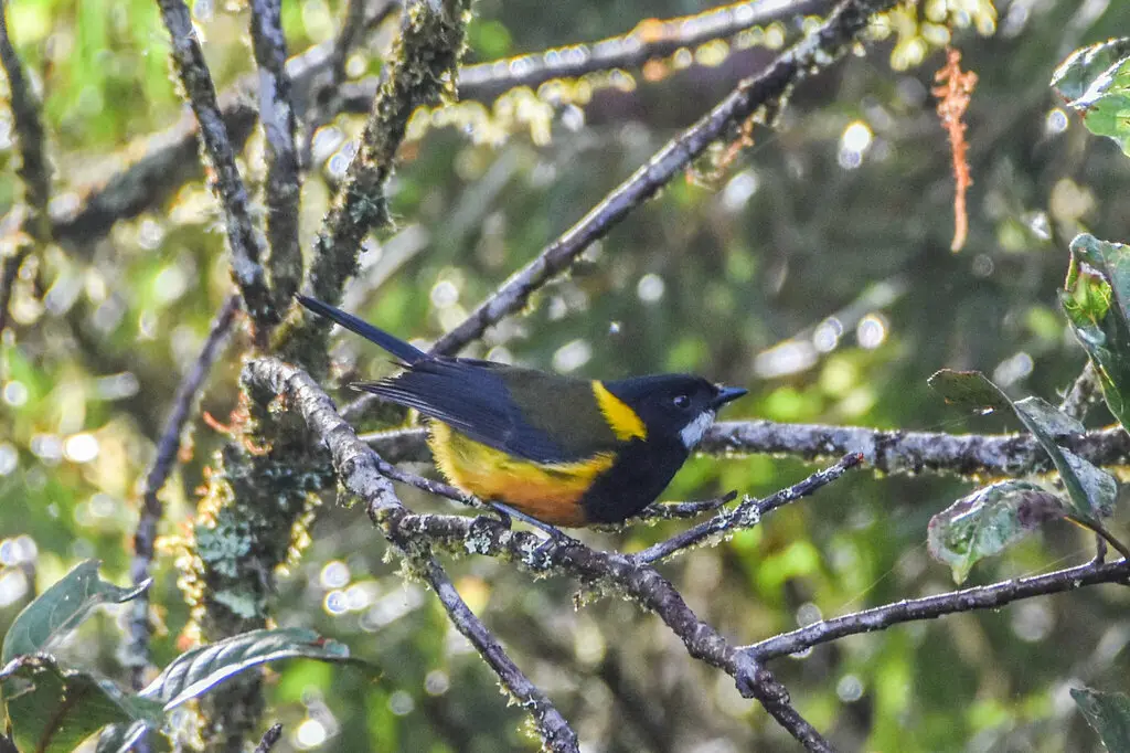 斯氏啸鹟(Pachycephala schlegelii)