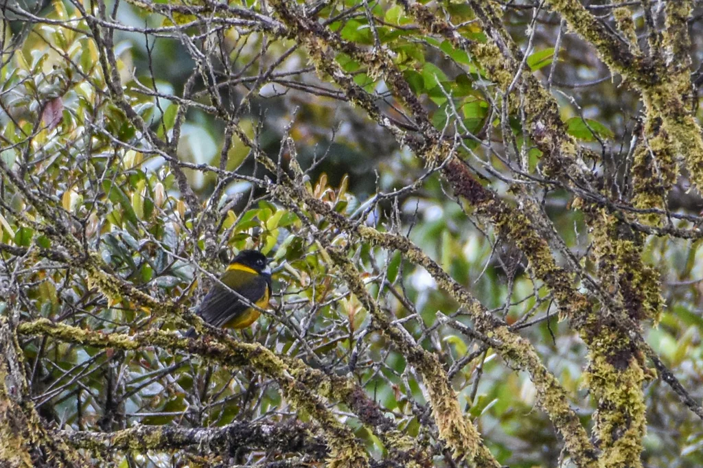 斯氏啸鹟(Pachycephala schlegelii)