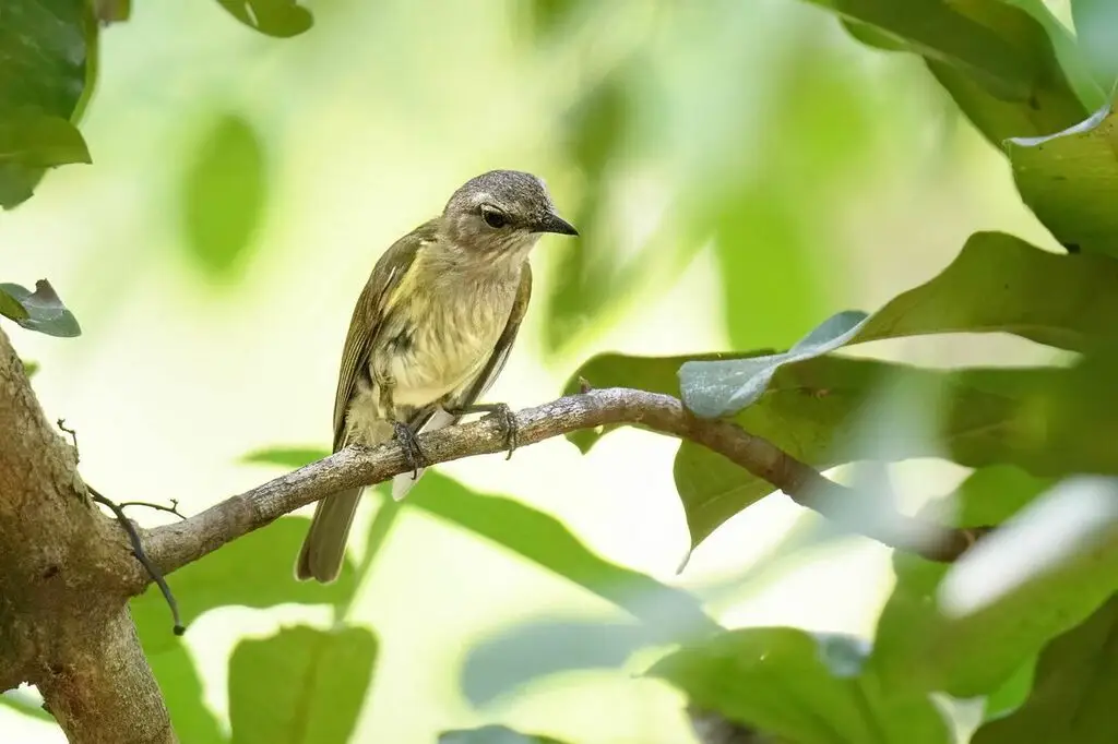 灰啸鹟(Pachycephala simplex)