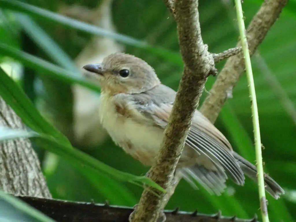 灰啸鹟(Pachycephala simplex)