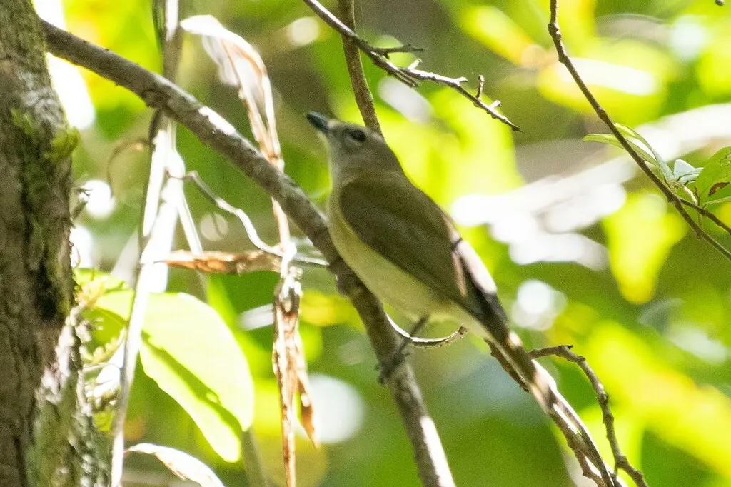 灰啸鹟(Pachycephala simplex)