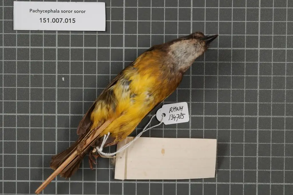 黑领啸鹟(Pachycephala soror)
