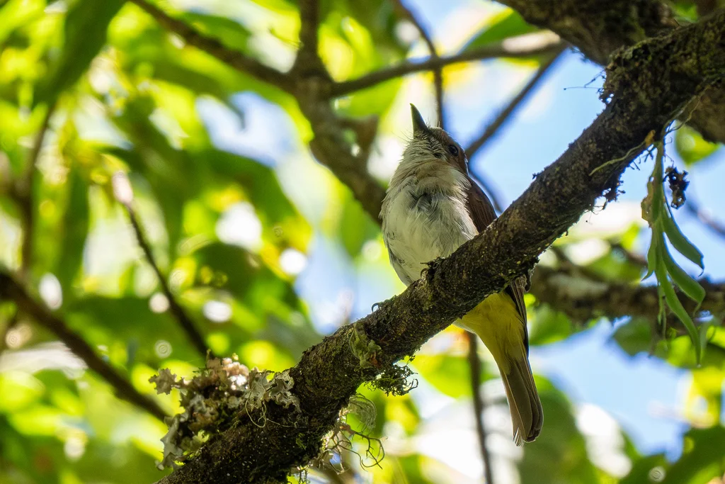 硫黄腹啸鹟(Pachycephala sulfuriventer)