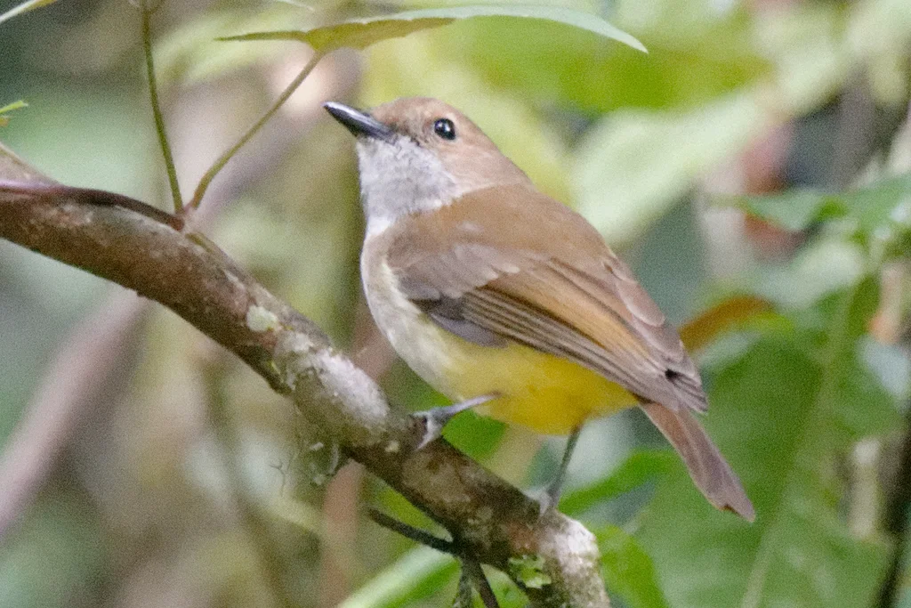 硫黄腹啸鹟(Pachycephala sulfuriventer)