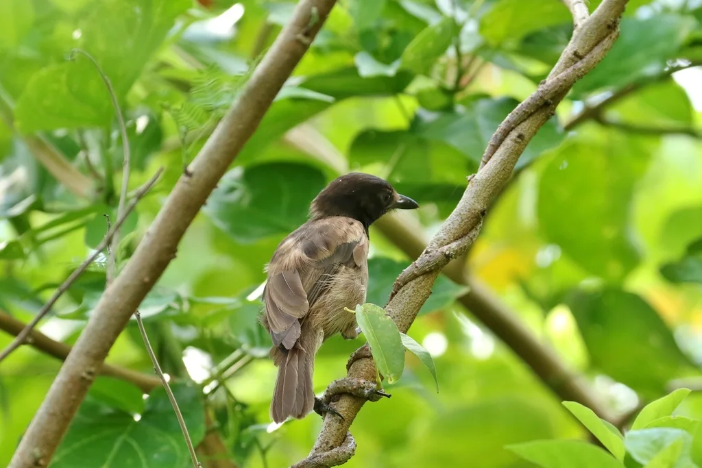 帕劳啸鹟(Pachycephala tenebrosa)