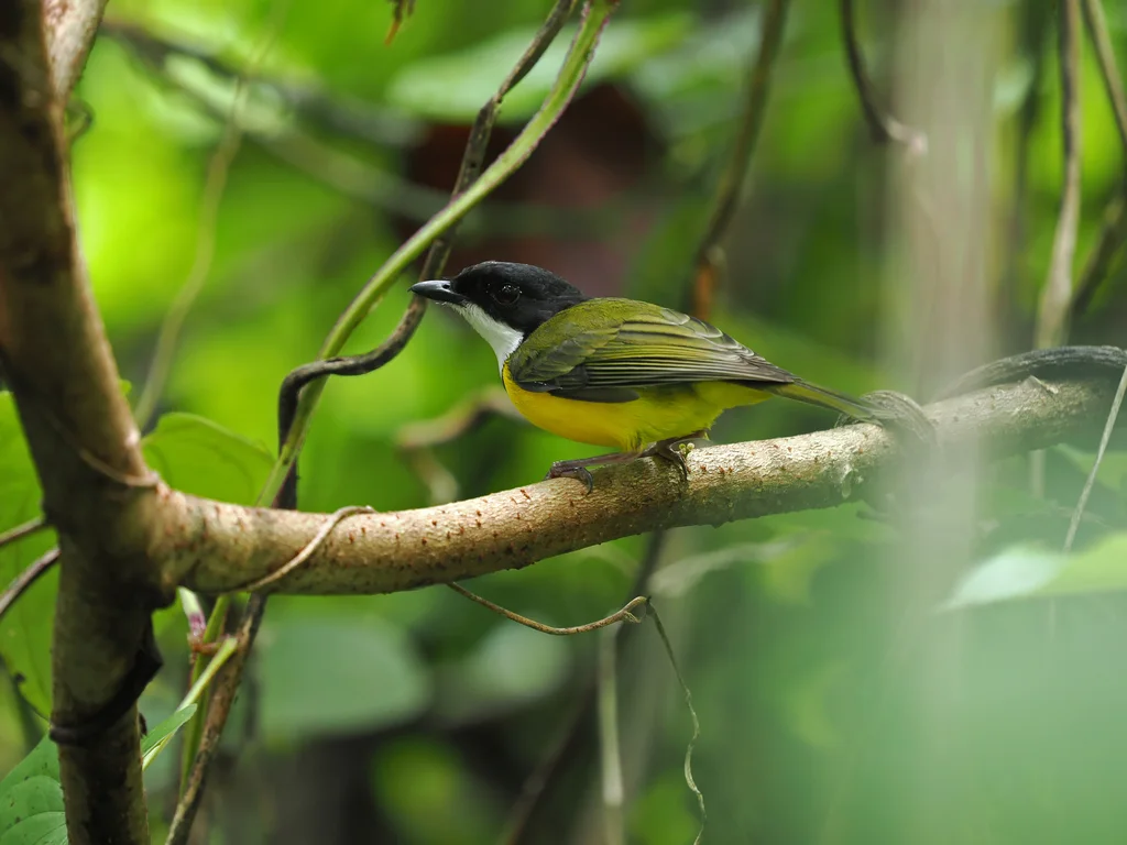 白喉斐济啸鹟(Pachycephala vitiensis)