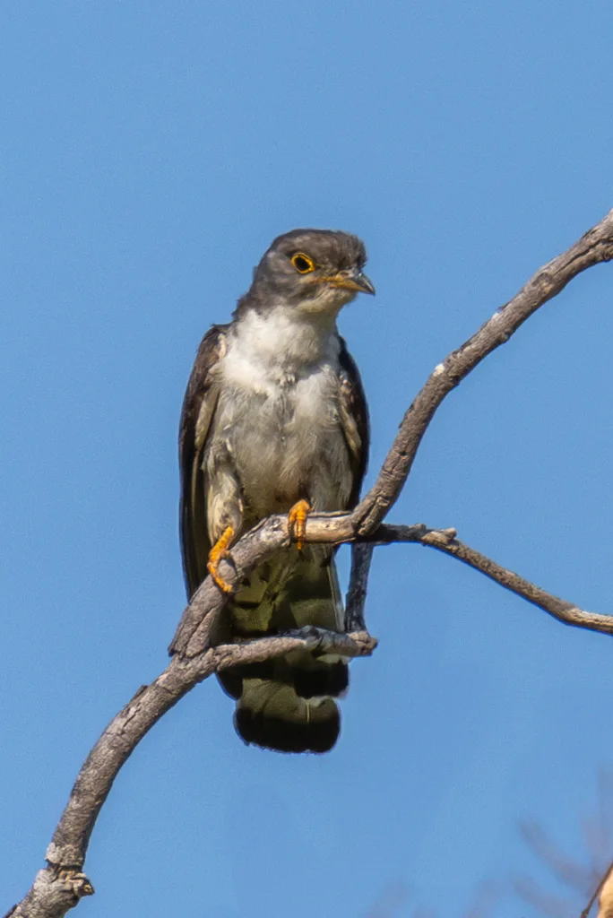 厚嘴杜鹃(Pachycoccyx audeberti)