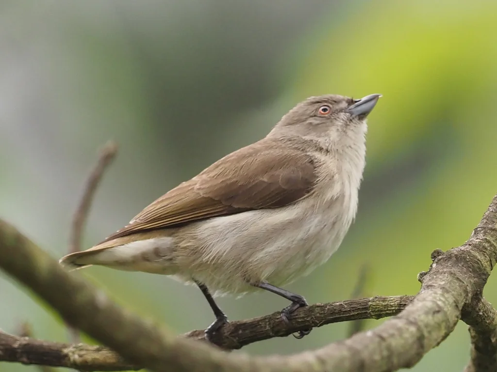 厚嘴啄花鸟(Pachyglossa agilis)