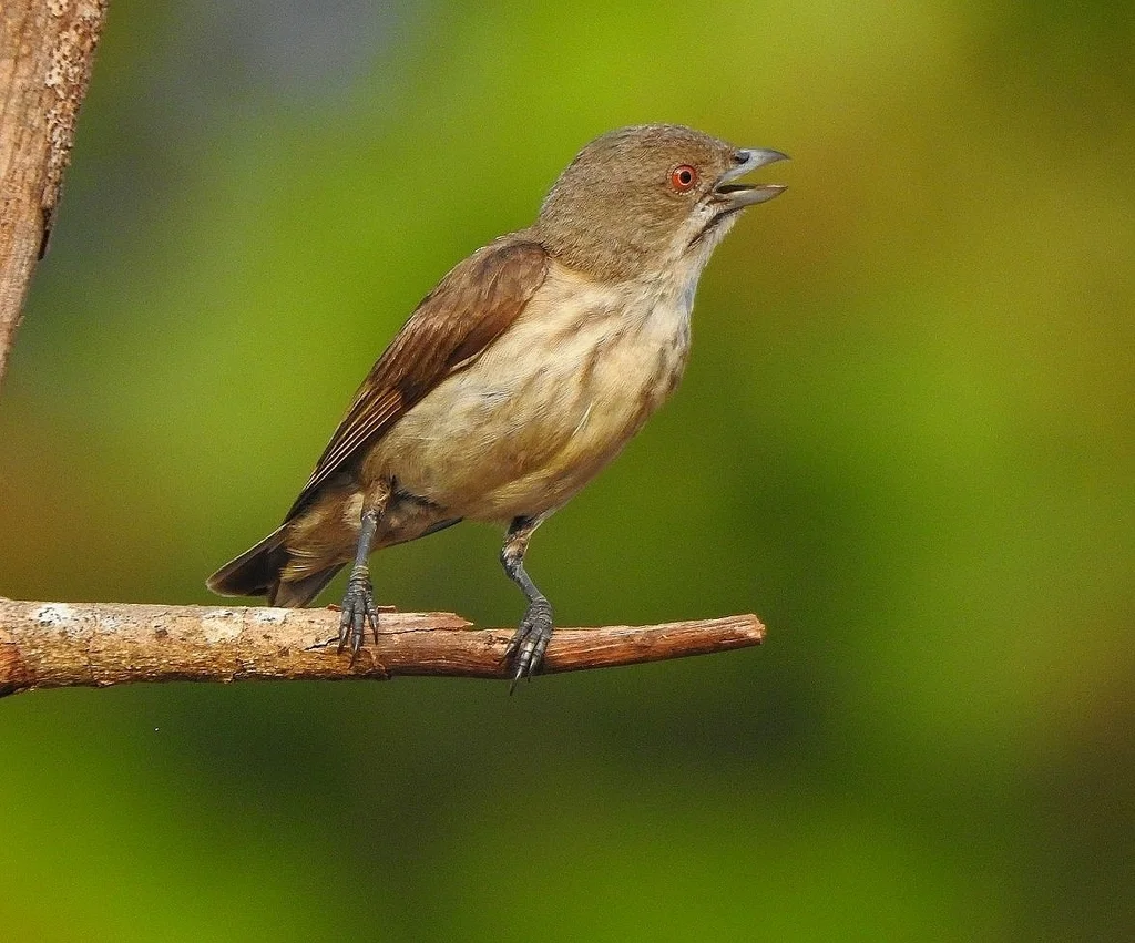 厚嘴啄花鸟(Pachyglossa agilis)