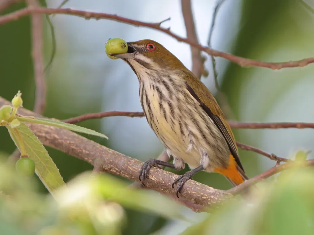 黄臀啄花鸟(Pachyglossa chrysorrhea)