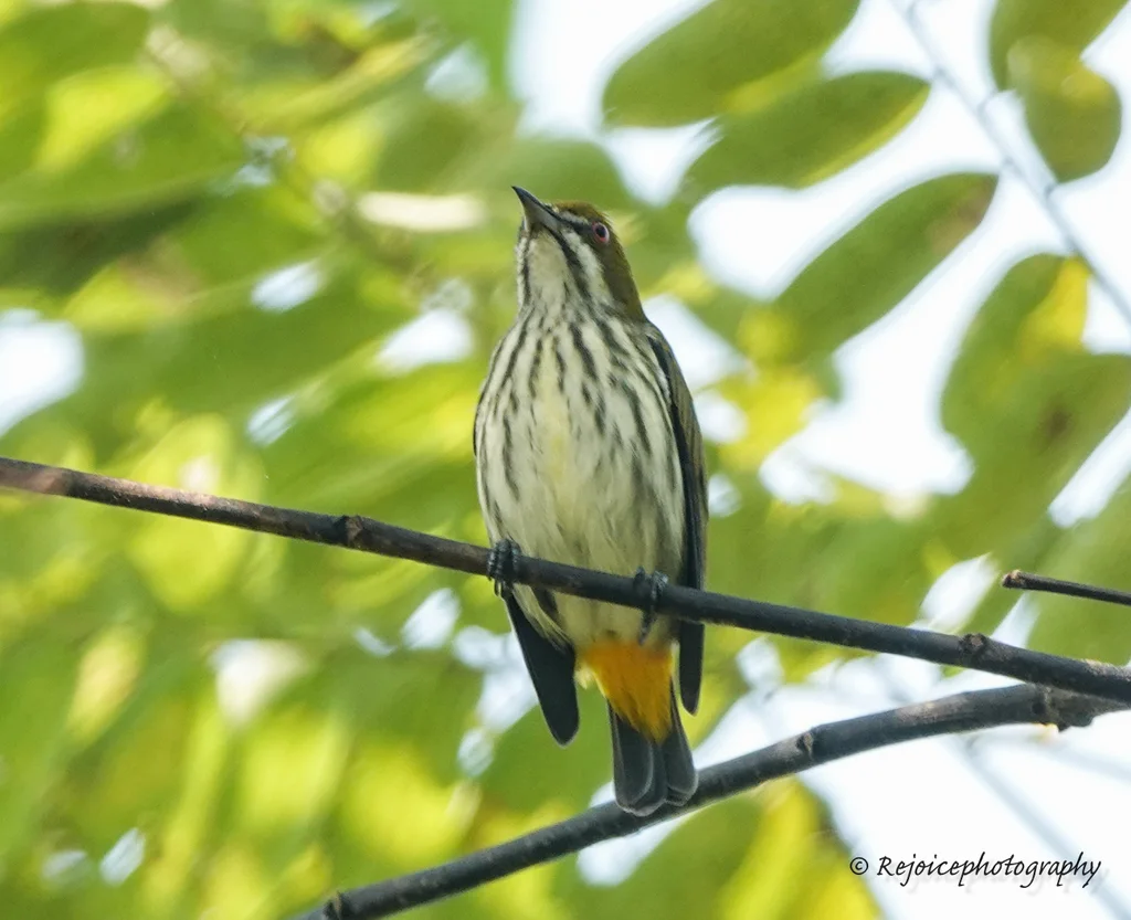 黄臀啄花鸟(Pachyglossa chrysorrhea)
