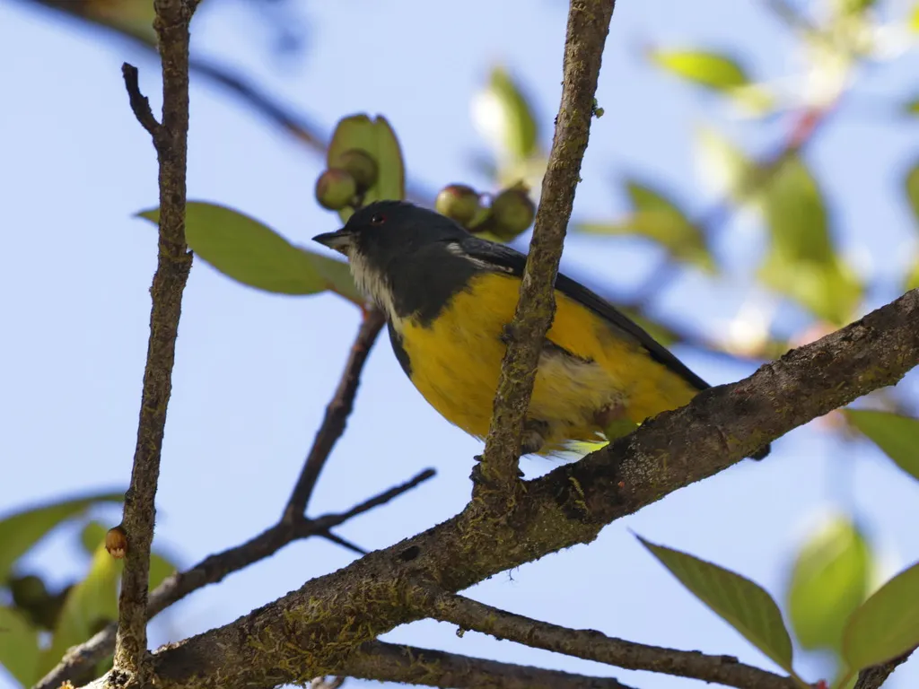 黄腹啄花鸟(Pachyglossa melanozantha)