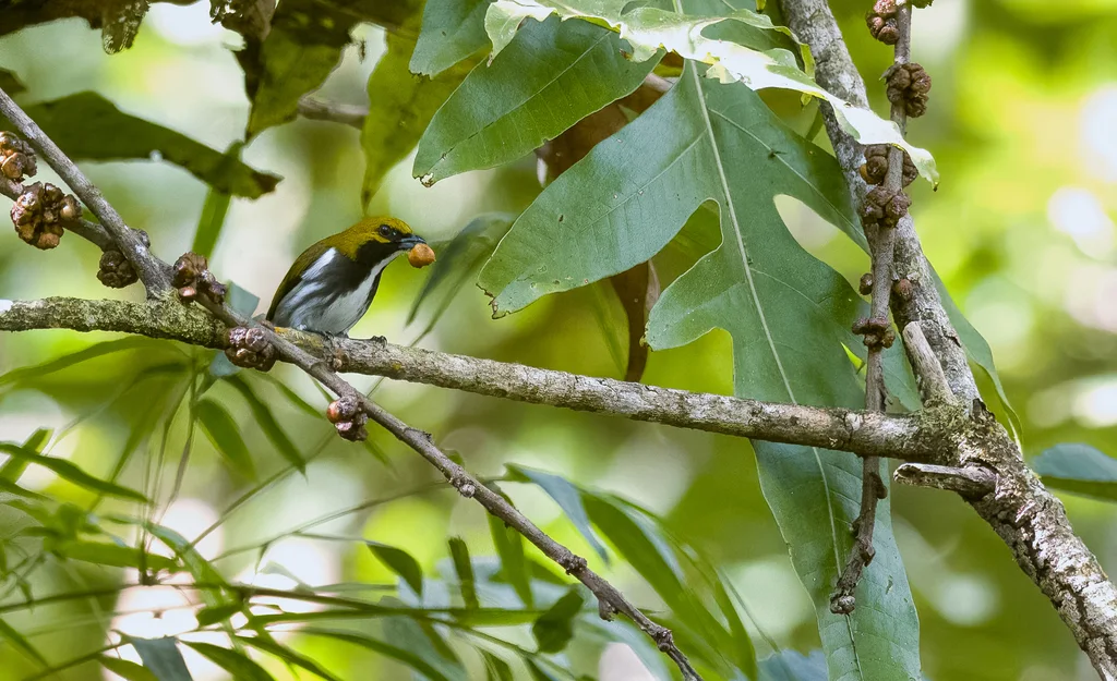 绿背锯齿啄花鸟(Pachyglossa olivacea)