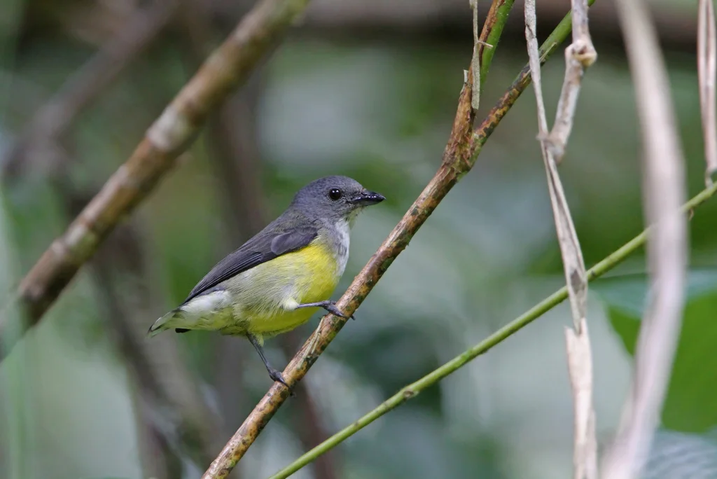 白喉啄花鸟(Pachyglossa vincens)
