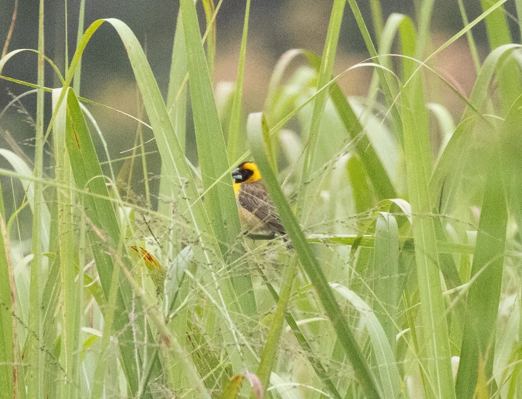 褐翅织雀(Pachyphantes superciliosus)