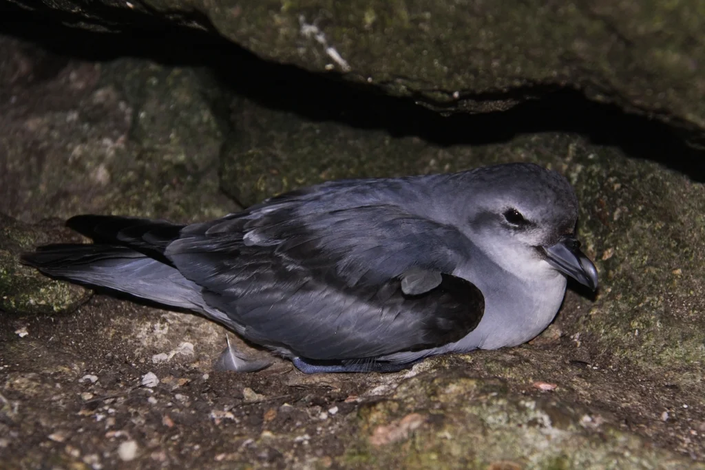 厚嘴锯鹱(Pachyptila crassirostris)