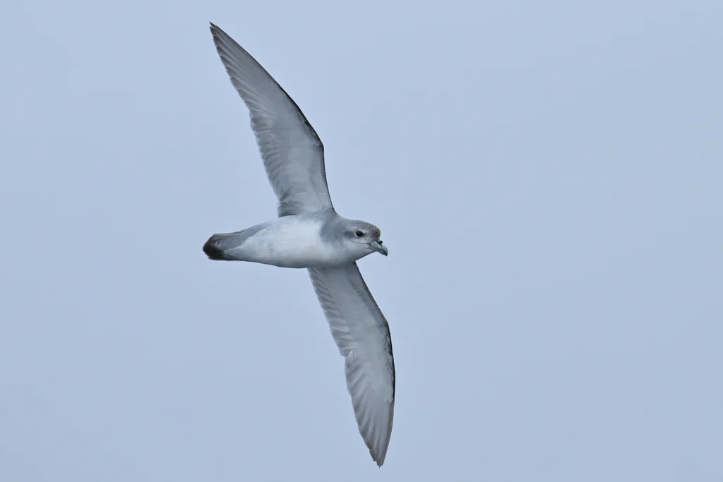 厚嘴锯鹱(Pachyptila crassirostris)