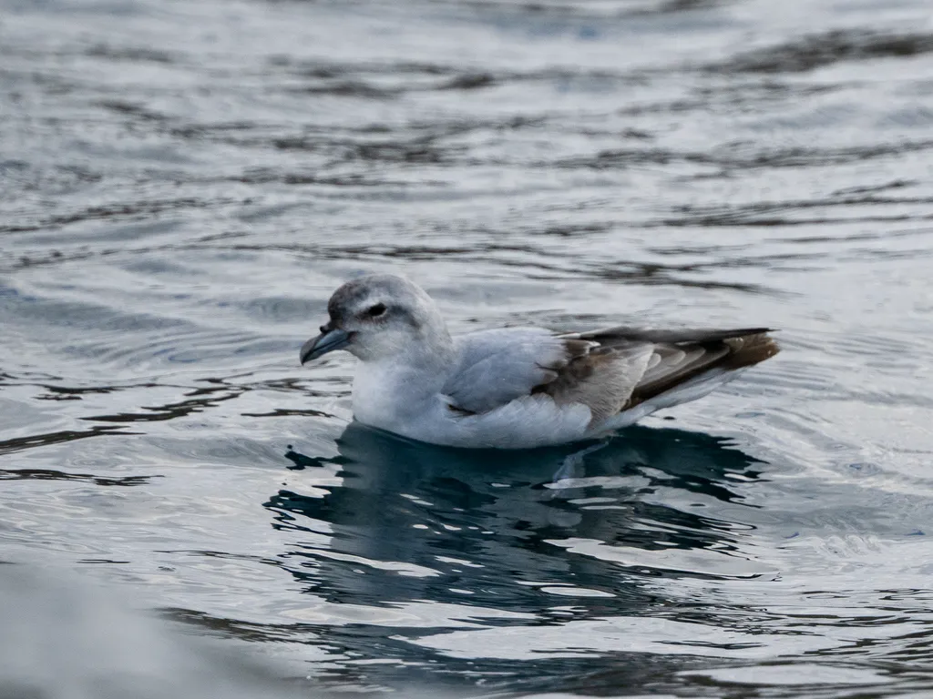 厚嘴锯鹱(Pachyptila crassirostris)