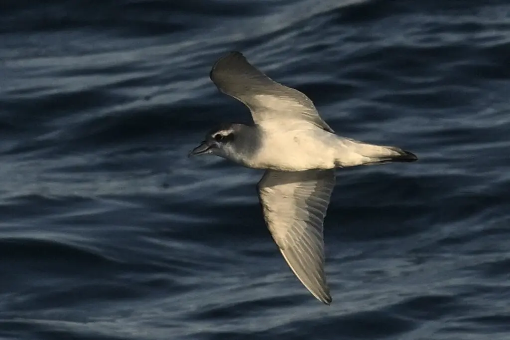 鸽锯鹱（Pachyptila desolata）