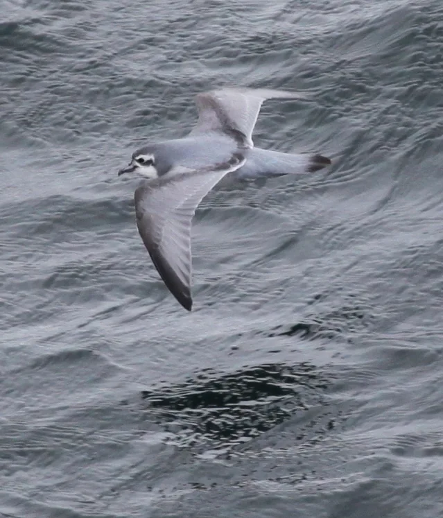 鸽锯鹱（Pachyptila desolata）