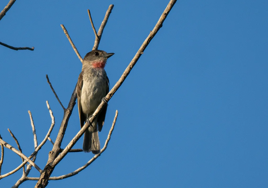 红喉厚嘴霸鹟(Pachyramphus aglaiae)