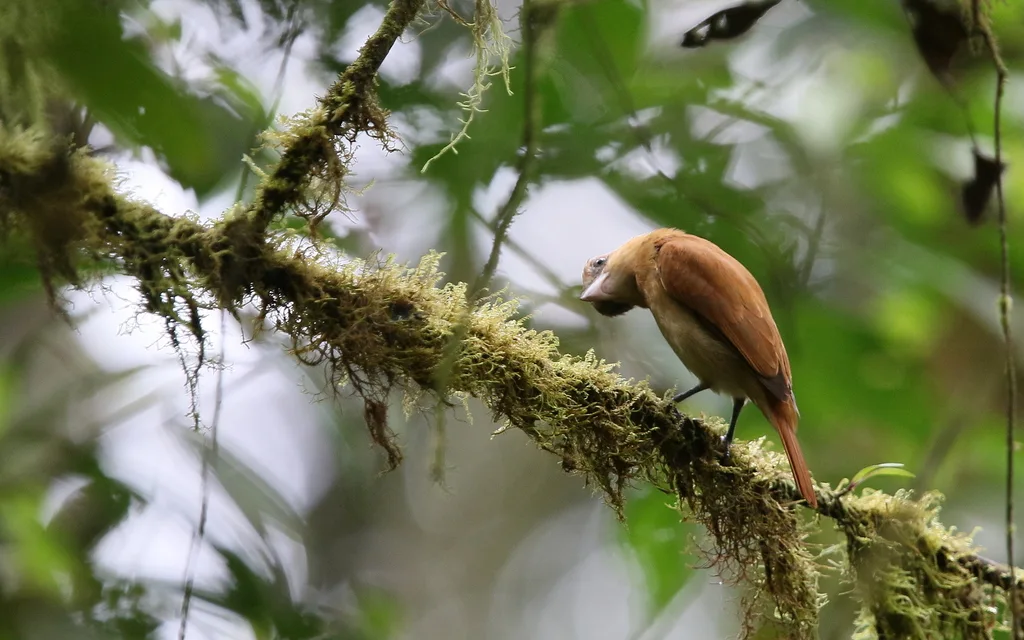 单色厚嘴霸鹟(Pachyramphus homochrous)
