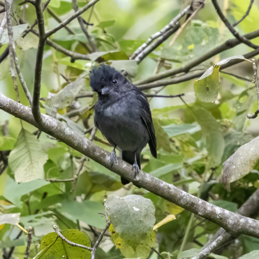 单色厚嘴霸鹟(Pachyramphus homochrous)