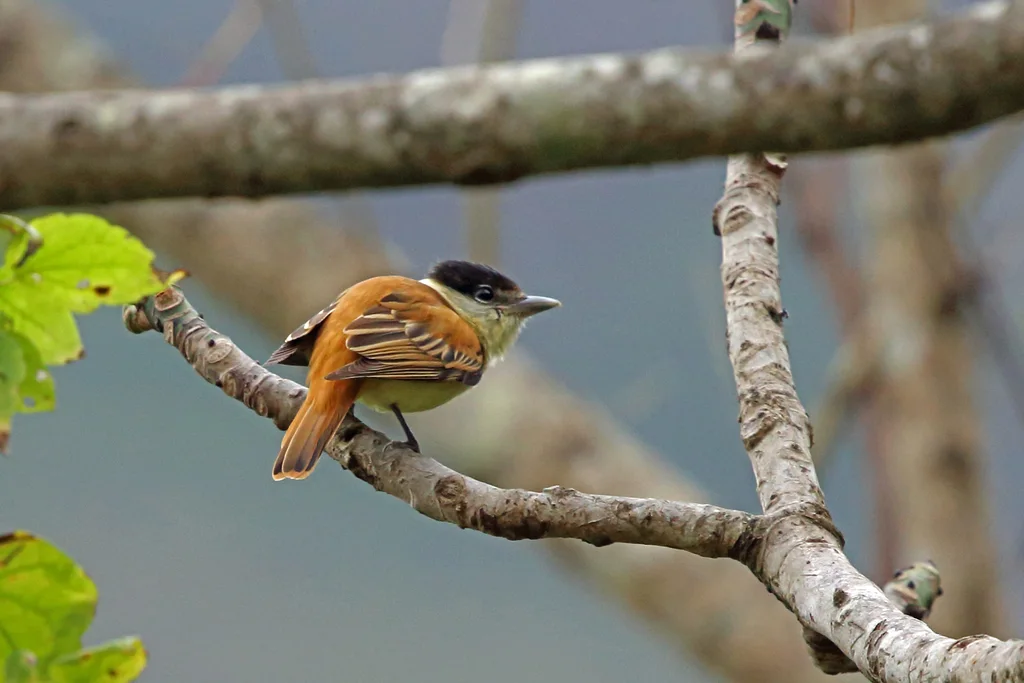 灰领厚嘴霸鹟(Pachyramphus major)