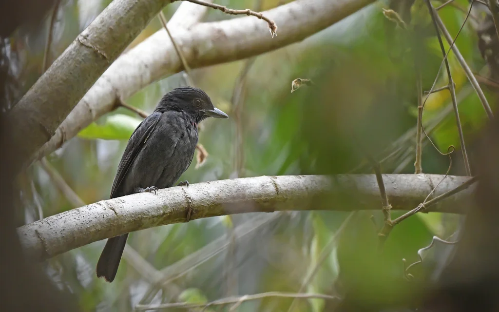 粉喉厚嘴霸鹟(Pachyramphus minor)