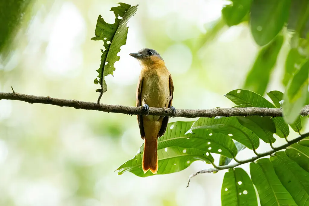 粉喉厚嘴霸鹟(Pachyramphus minor)