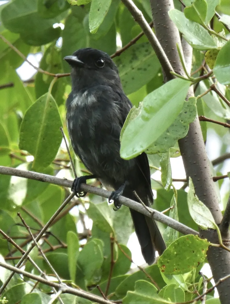 牙买加厚嘴霸鹟(Pachyramphus niger)