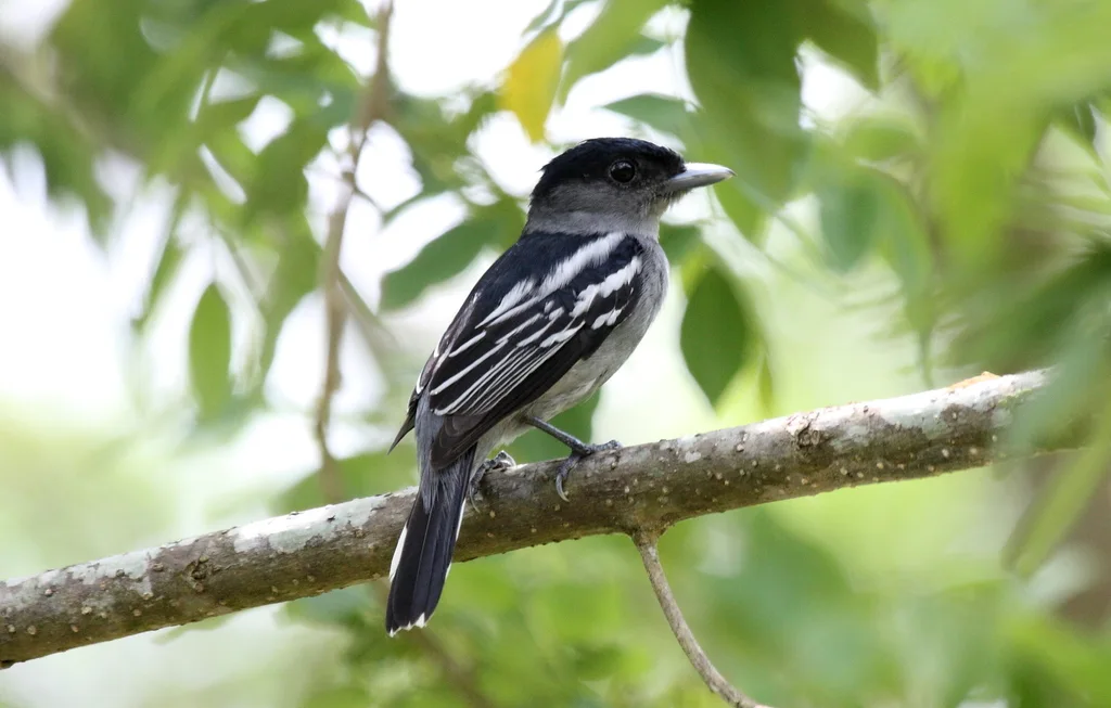 白翅厚嘴霸鹟(Pachyramphus polychopterus)
