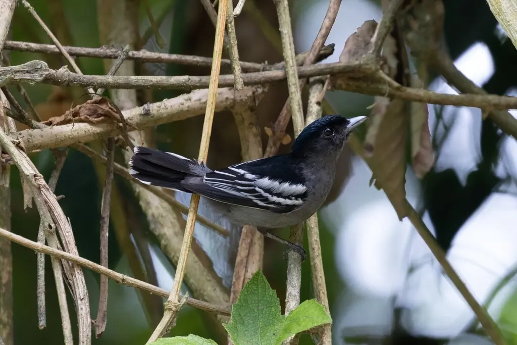 白翅厚嘴霸鹟(Pachyramphus polychopterus)